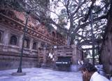 bodh_gaya6