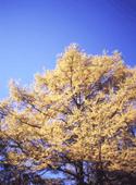 larch2