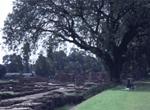 sarnath14
